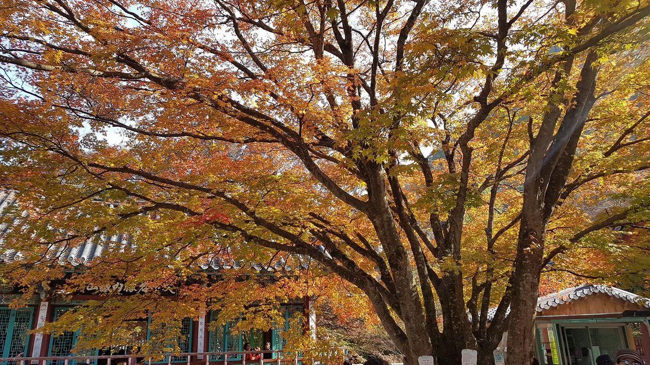 韓国地方旅行、韓国国立公園、智異山、周王山、雪岳山、韓国秋、韓国紅葉、五台山、内蔵山